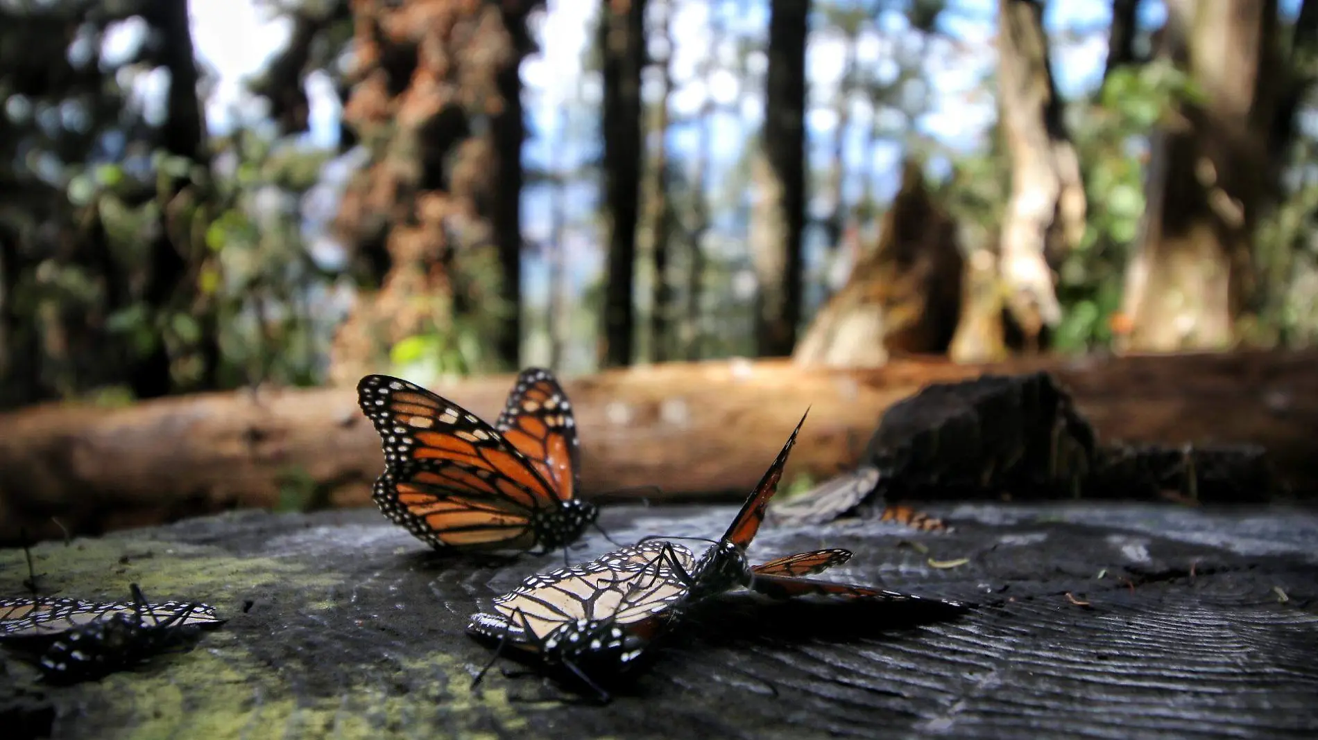 MARIPOSA MONARCA_FMM (2)